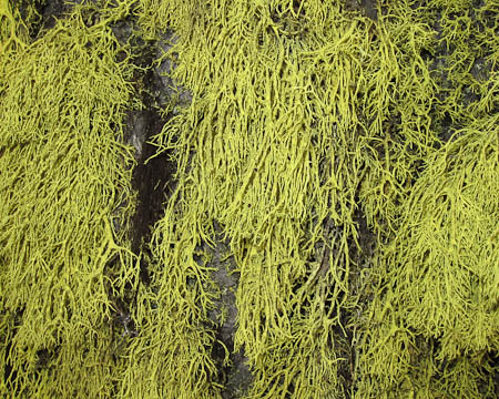 Technicolor Moss at Bogus Basin