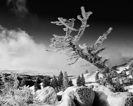 Bogus View - Black and White Conversion
